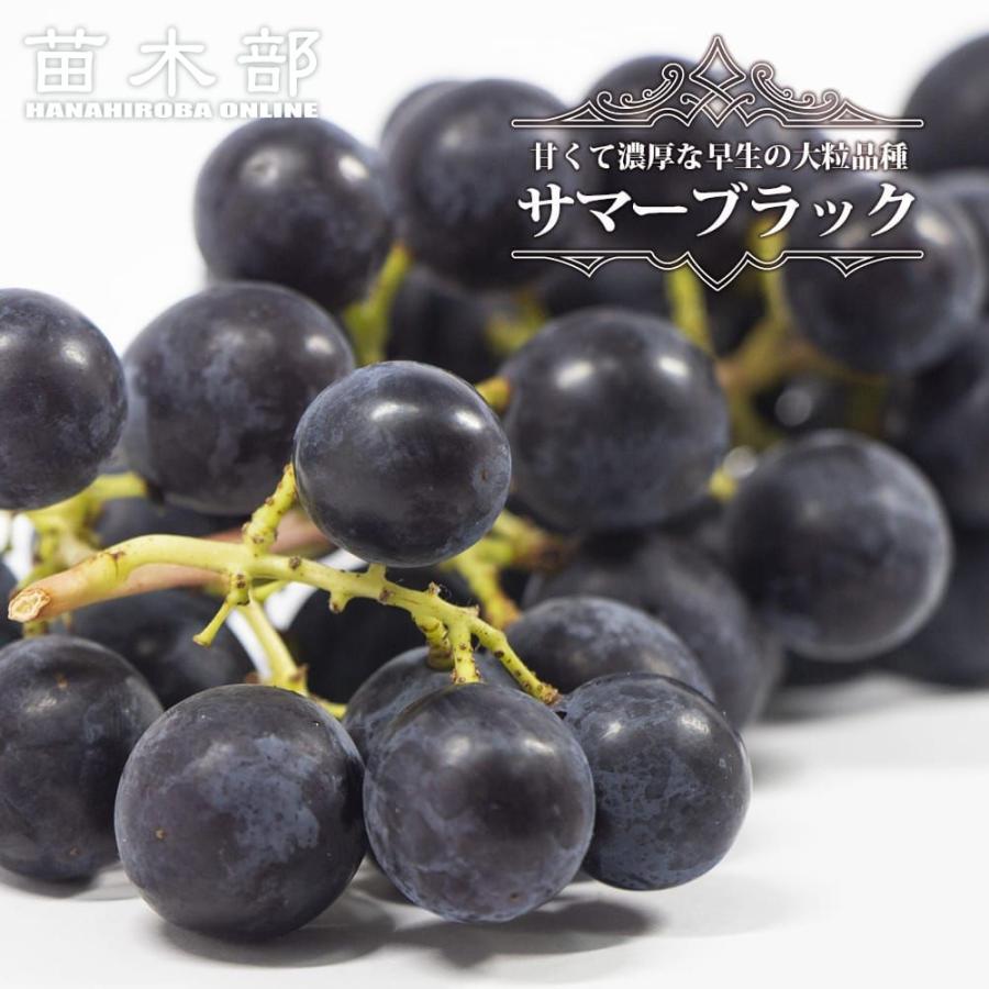 サマーブラック ぶどう 3年生接木大苗 1.1m苗 ウィルスフリー 産地で