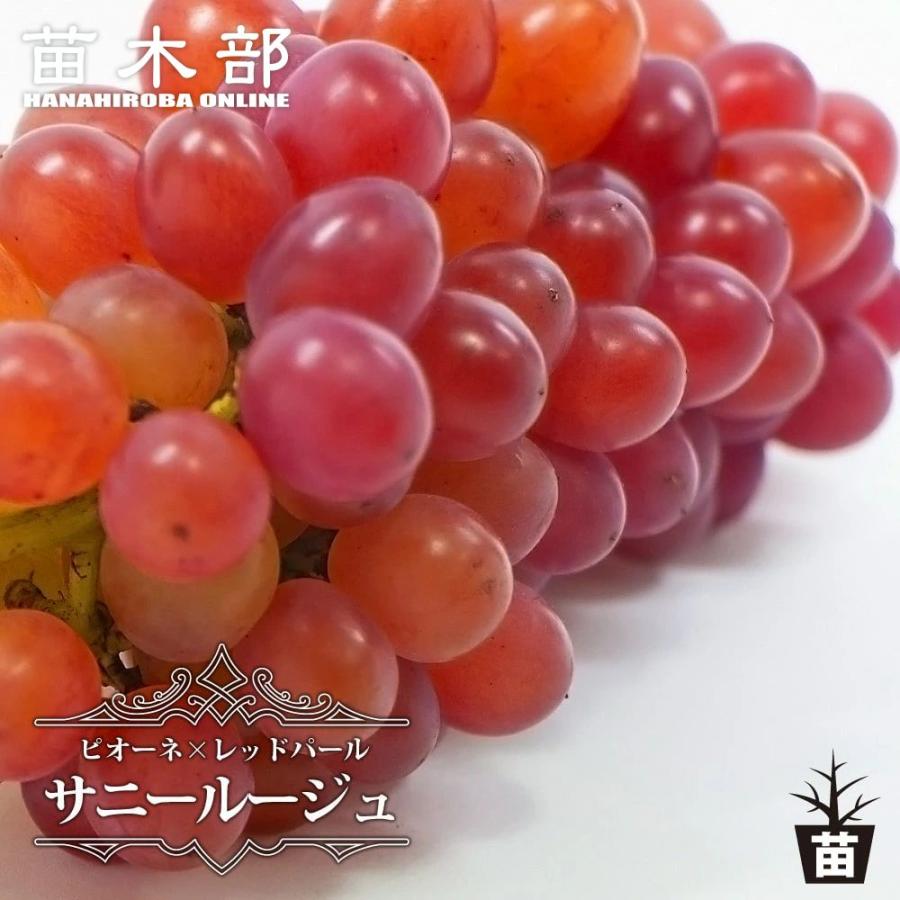 サニールージュ ぶどう 1年生接木苗 ウィルスフリー 予約販売12月