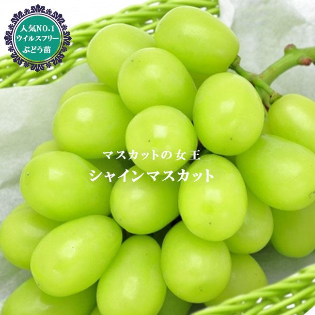 シャインマスカット ぶどう 1年生挿木苗 登録品種・品種登録 爆買い