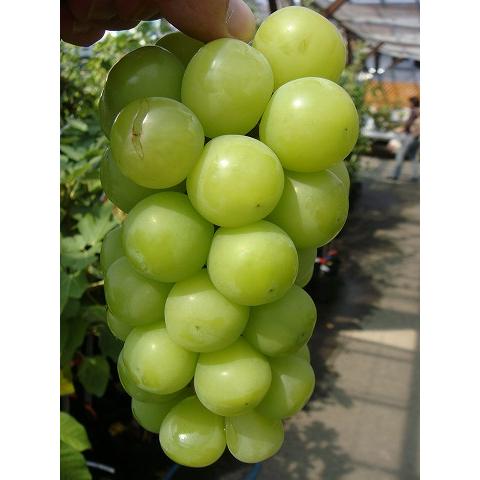 ぶどう　シャインマスカット　3年生　大苗　素掘り　1本 hanahirobaonline_budou-