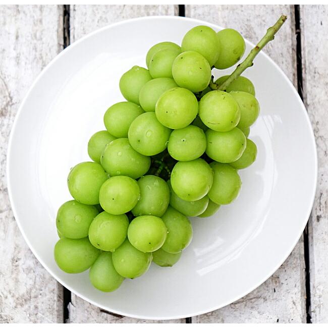 シャインマスカット ぶどう 3年生接木大苗 1.1m苗 ウィルス