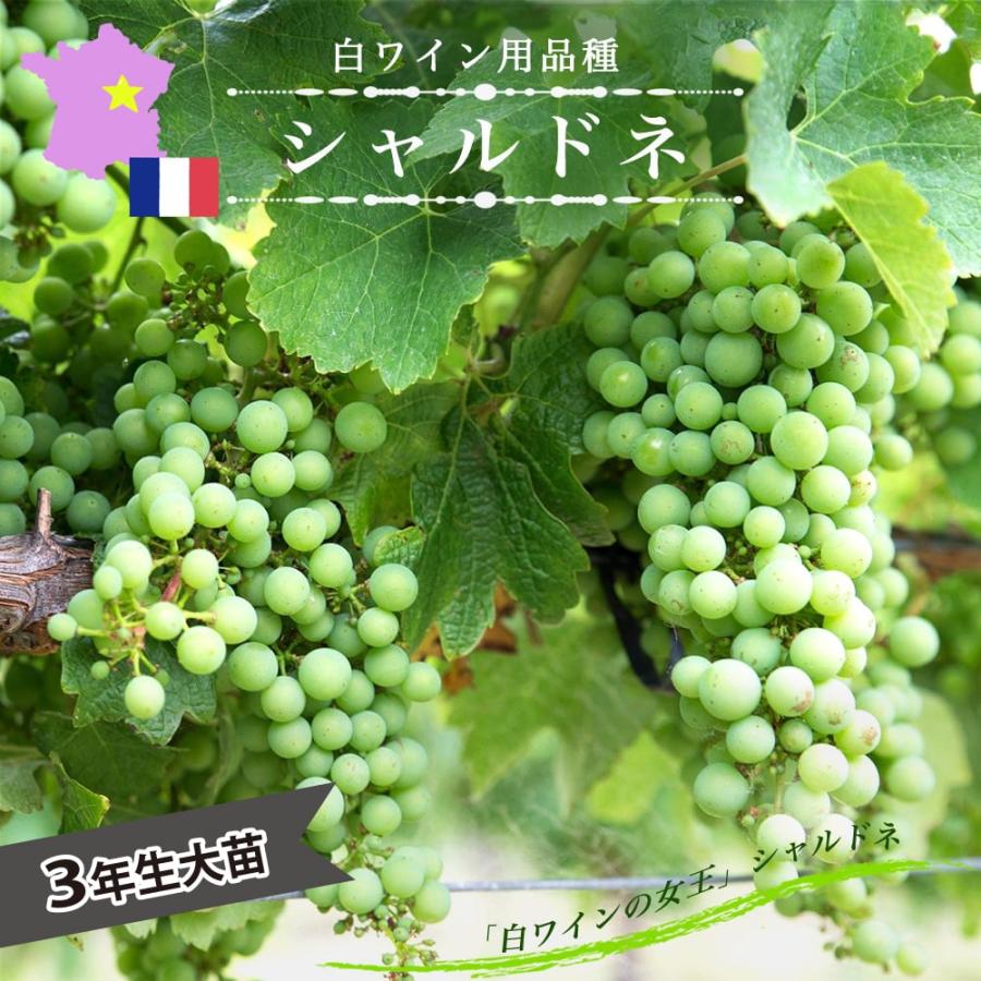 人気No.1/本体 シャルドネ 白ワイン用ぶどう 3年生1m大苗 接木 