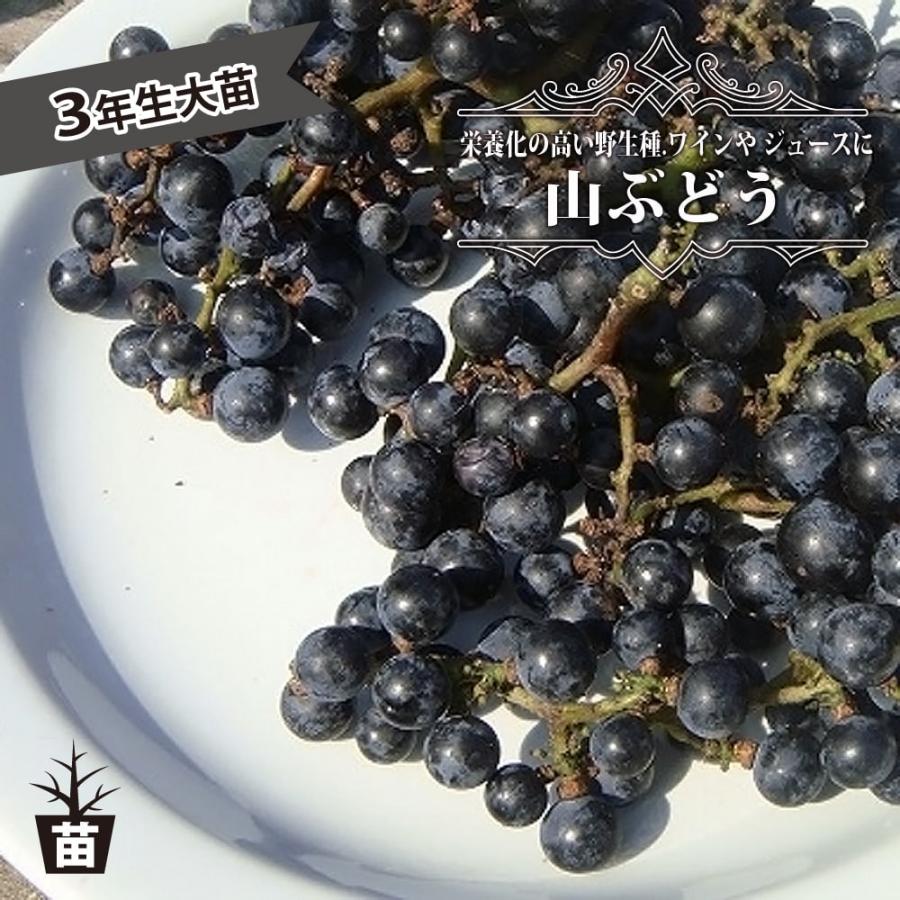 山ぶどう 3年生接木1.1m大苗 ウィルスフリー 産地で剪定済 1.1m苗 