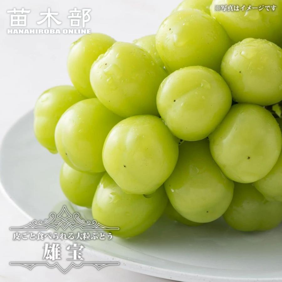 雄宝 ぶどう 3年生接木大苗 3年生接木1.1m大苗 ウィルスフリー 産地で
