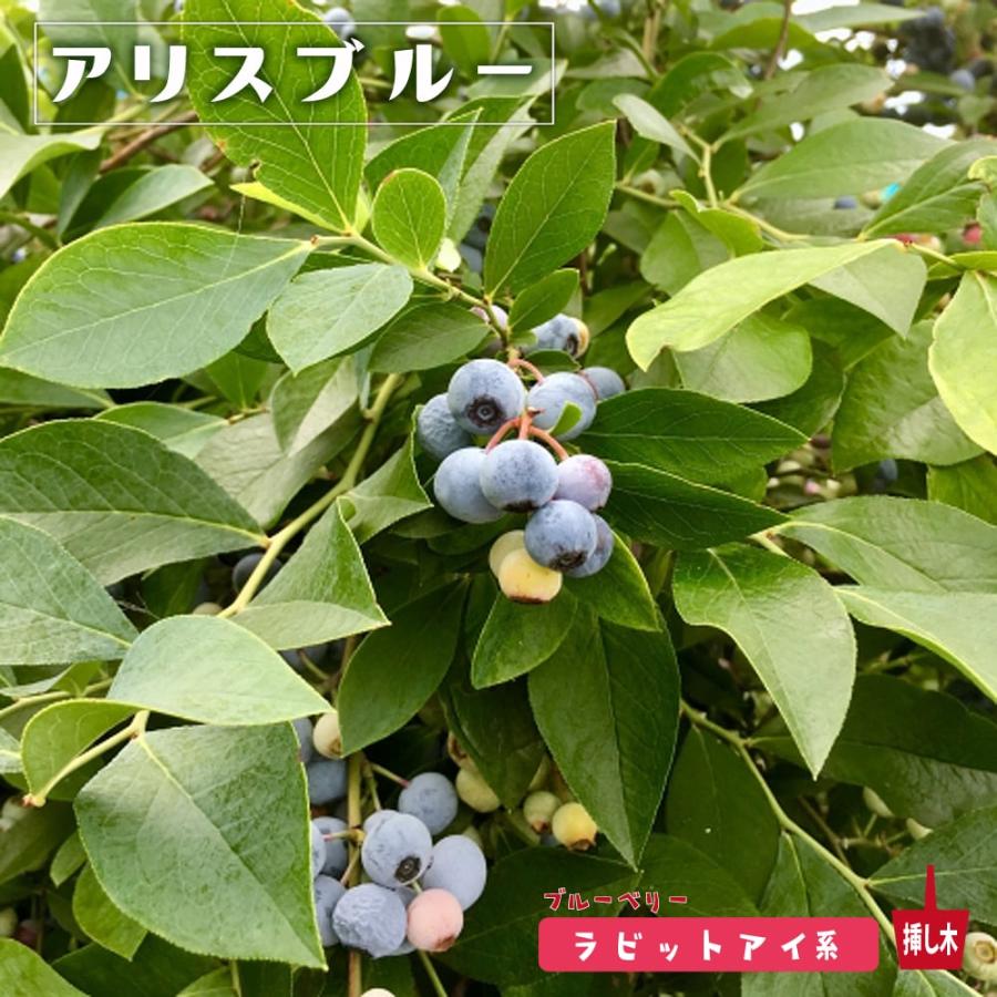 アリスブルー ラビットアイ系 3年生挿木根巻き大苗 ブルーベリー Buru Beri Aliceblue 苗木部 花ひろばオンライン 通販 Yahoo ショッピング