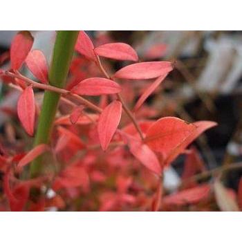 ビルベリー ワイルドブルーベリー苗木 2年生挿木苗 : 苗木部 花 ビルベリー ワイルドブルーベリー苗木 2年生挿木苗 : 苗木部 花