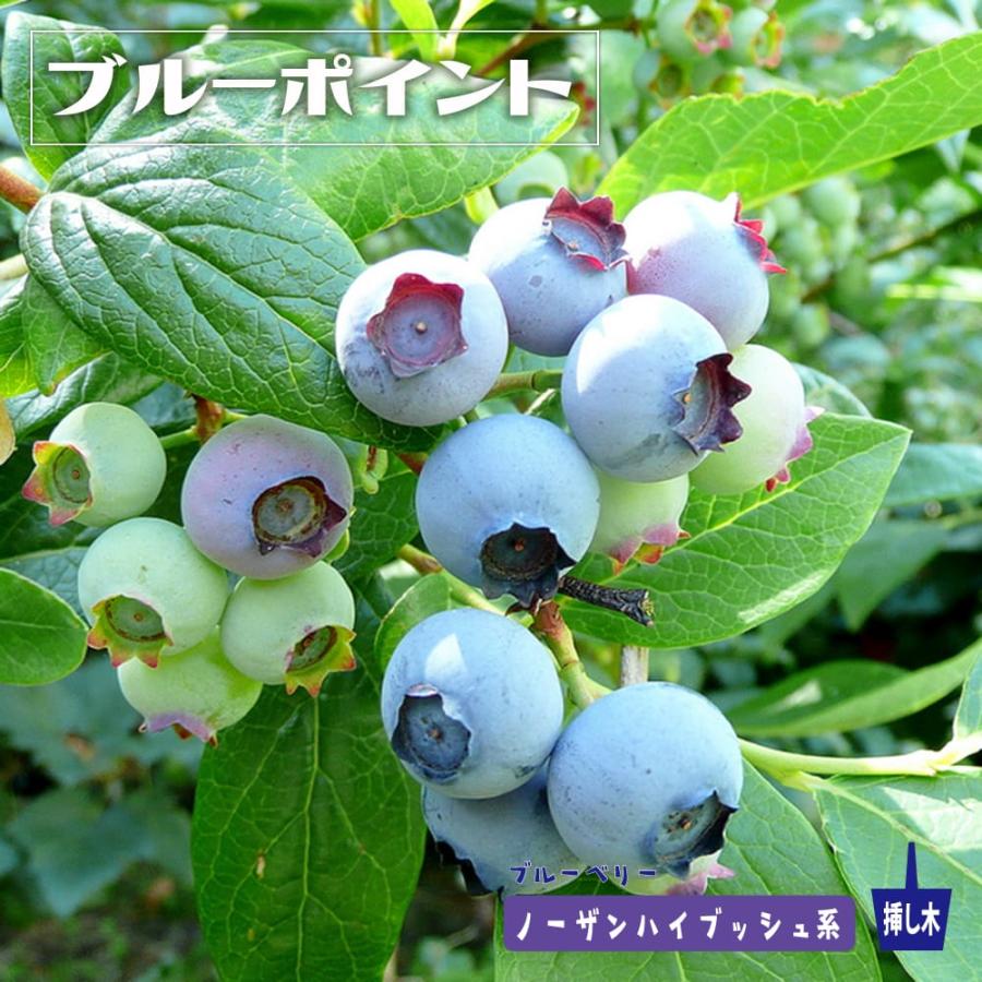 ブルーポイント ノーザンハイブッシュ系 2年生挿木苗