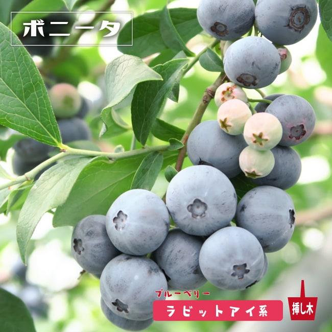 ボニータ ラビットアイ系 ブルーベリー 2年生挿木苗 Buru Beri Boni Ta 2 苗木部 花ひろばオンライン 通販 Yahoo ショッピング