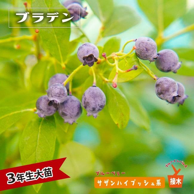 ブラッデン サザンハイブッシュ系 3年生接木大苗 ブルーベリー ブルーインパルス 予約販売10月頃入荷予定 Buru Beri Buraden 3t 苗木部 花ひろばオンライン 通販 Yahoo ショッピング