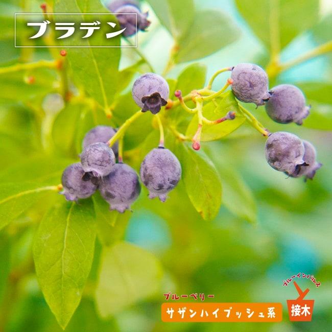 ブラッデン サザンハイブッシュ系 2年生接木苗 ブルーベリー苗木