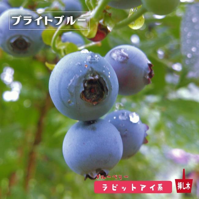 ブライトブルー ラビットアイ系 2年生挿木苗 ブルーベリー苗木 : 苗木