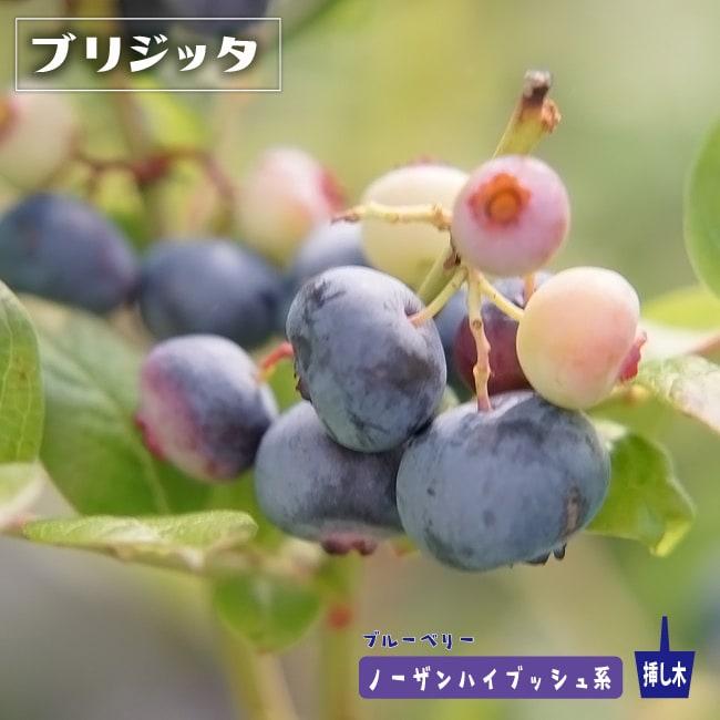 ブリジッタ ノーザンハイブッシュ系 2年生挿木苗 ブルーベリー苗木 爆