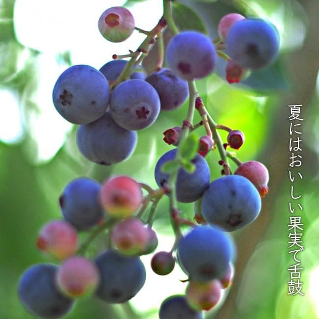 チャンドラー ノーザンハイブッシュ系 2年生挿木苗 ブルーベリー Buru Beri Chandora 2 苗木部 花ひろばオンライン 通販 Yahoo ショッピング
