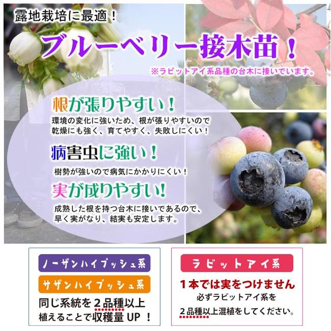 ノーザンダロウ ノーザンハイブッシュ系 2年生接木苗 ブルーベリー苗木