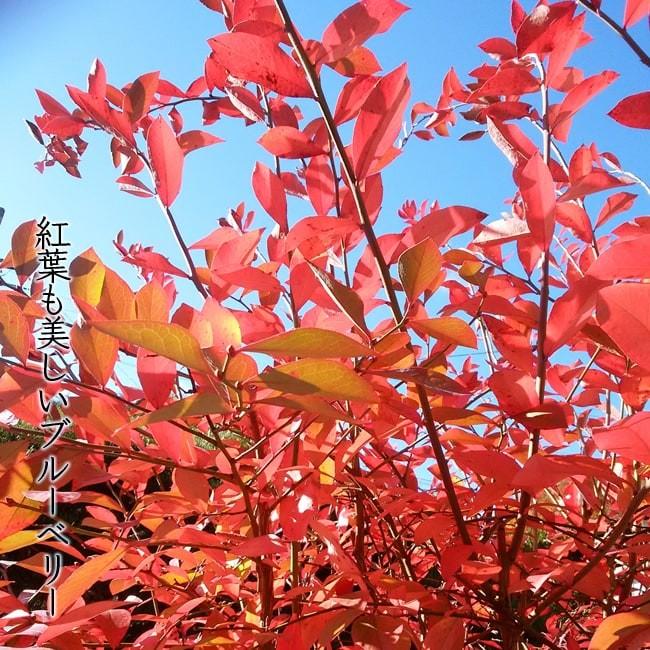 ノーザンダロウ ノーザンハイブッシュ系 ブルーベリー 苗木 2年生接木苗 ブルーインパルス Buru Beri Darou T 苗木部 花ひろばオンライン 通販 Yahoo ショッピング