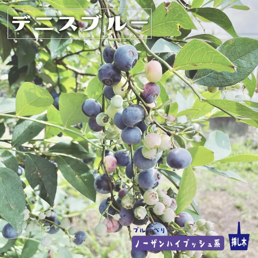 デニース（デニスブルー）ノーザンハイブッシュ系ブルーベリー苗木 2