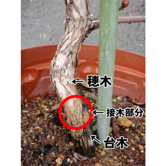 デライト ラビットアイ系 2年生挿木苗 ブルーベリー苗木 : 苗木部 花