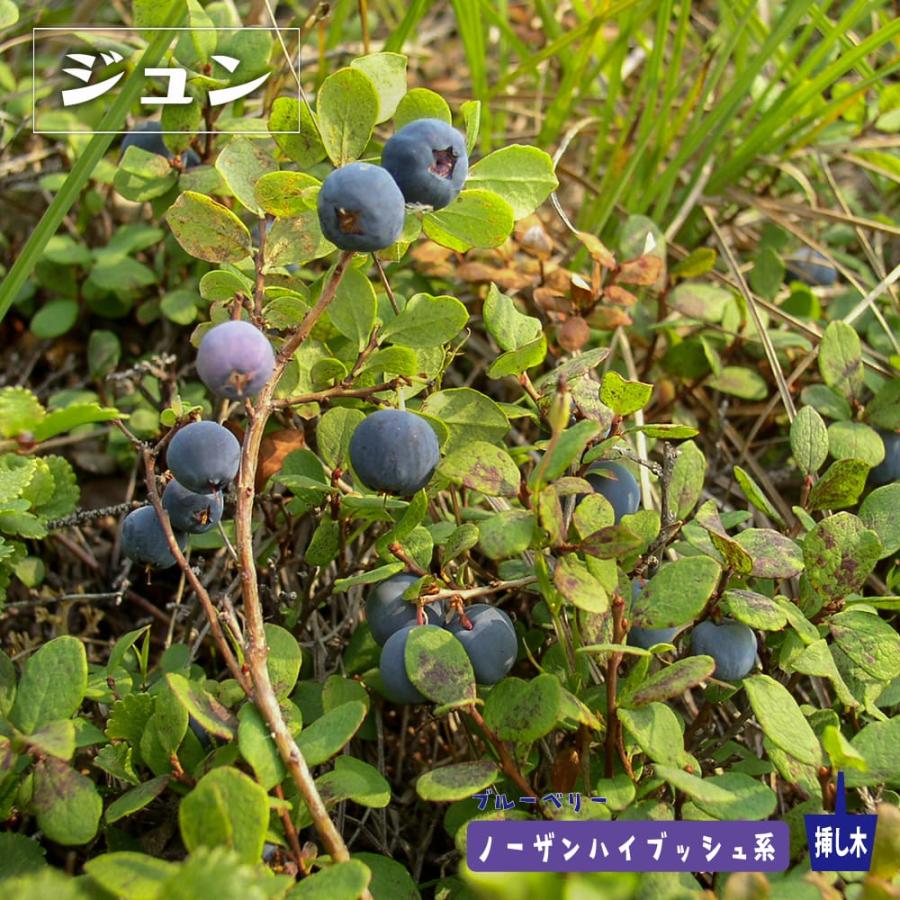 Yosh　ブルーベリー苗木 ブルークリスプサザンハイブッシュ系ブルーベリー苗木 2年生 挿し木 5