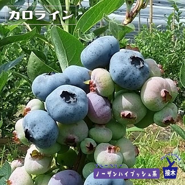 ノーザンカロライン ノーザンハイブッシュ系 2年生接木苗 ブルーベリー ブルーインパルス Buru Beri Karorain T 苗木部 花ひろばオンライン 通販 Yahoo ショッピング