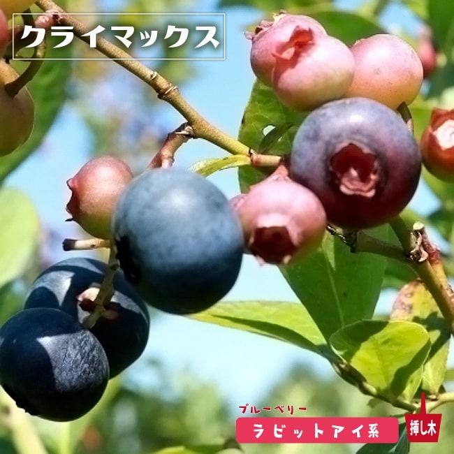 クライマックス ラビットアイ系 2年生挿木苗 ブルーベリー Buru Beri Kuraimakkusu 2 苗木部 花ひろばオンライン 通販 Yahoo ショッピング