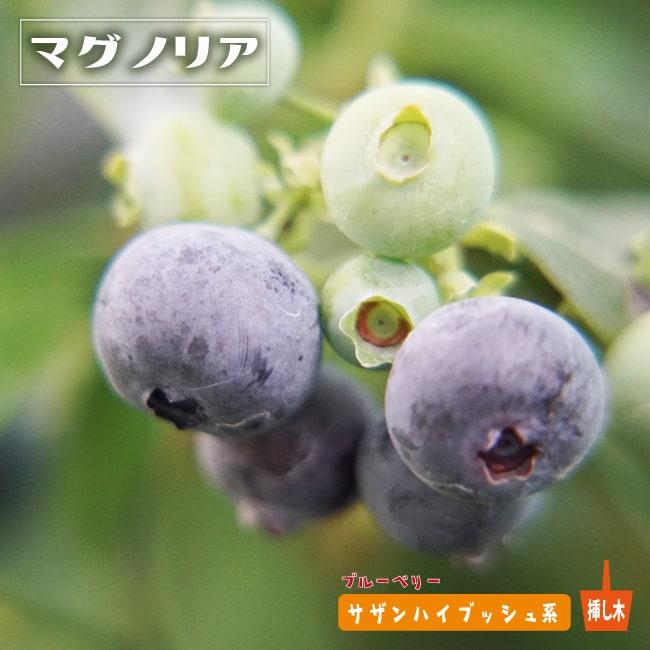 マグノリア サザンハイブッシュ系 2年生挿木苗 ブルーベリー苗木 爆