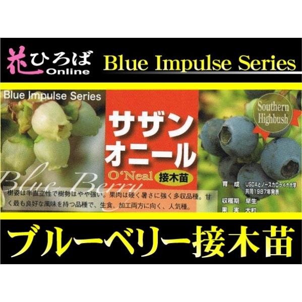 サザンオニール サザンハイブッシュ系 3年生接木大苗 ブルーベリー ブルーインパルス Buru Beri Oni Ru 3t 苗木部 花ひろばオンライン 通販 Yahoo ショッピング