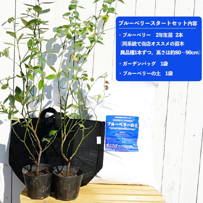 極上】ノーザンハイブッシュ系ブルーベリー4品種セット【初心者
