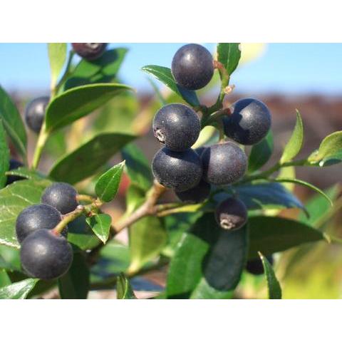 ブルーベリー 苗木 ワイルドブルーベリー シャシャンボ 小々坊 Buru Beri Shashanbo 2 苗木部 花ひろばオンライン 通販 Yahoo ショッピング