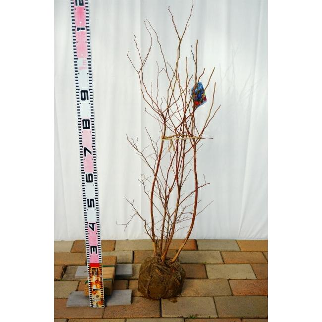 ティフブルー ラビットアイ系 3年生挿木根巻き大苗 ブルーベリー Buru Beri Telifuburu 3 苗木部 花ひろばオンライン 通販 Yahoo ショッピング