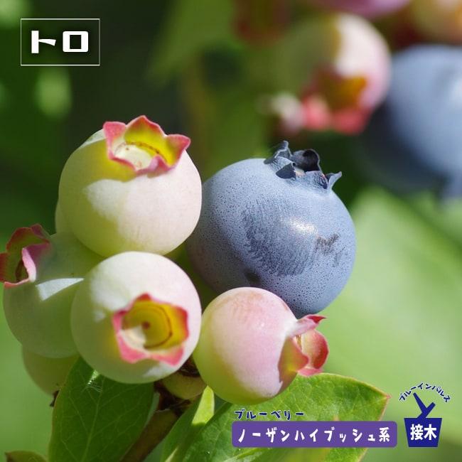 トロ ノーザンハイブッシュ系 2年生接木苗 ブルーベリー苗木 ブルー