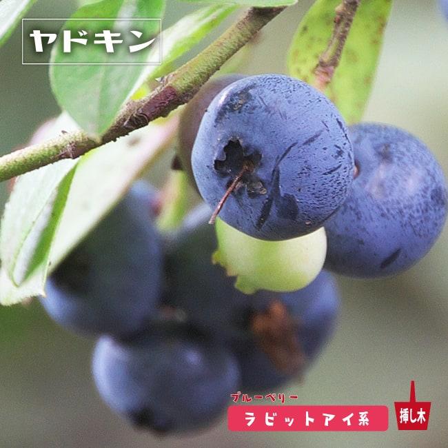 ヤドキン ラビットアイ系 2年生挿木苗 ブルーベリー Buru Beri Yadokin 2 苗木部 花ひろばオンライン 通販 Yahoo ショッピング