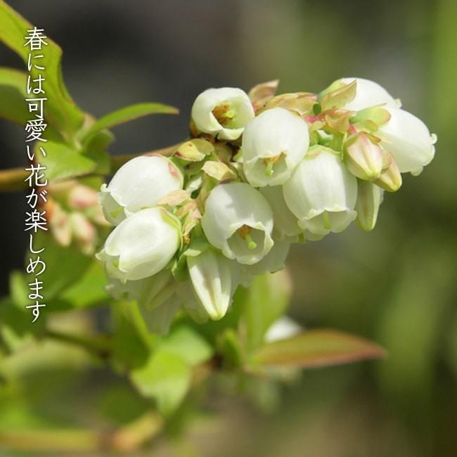 ヤドキン ラビットアイ系 2年生挿木苗 ブルーベリー Buru Beri Yadokin 2 苗木部 花ひろばオンライン 通販 Yahoo ショッピング