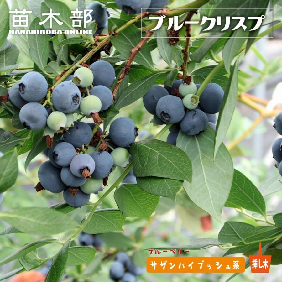 ブルークリスプサザンハイブッシュ系ブルーベリー苗木 2年生 挿し木 5