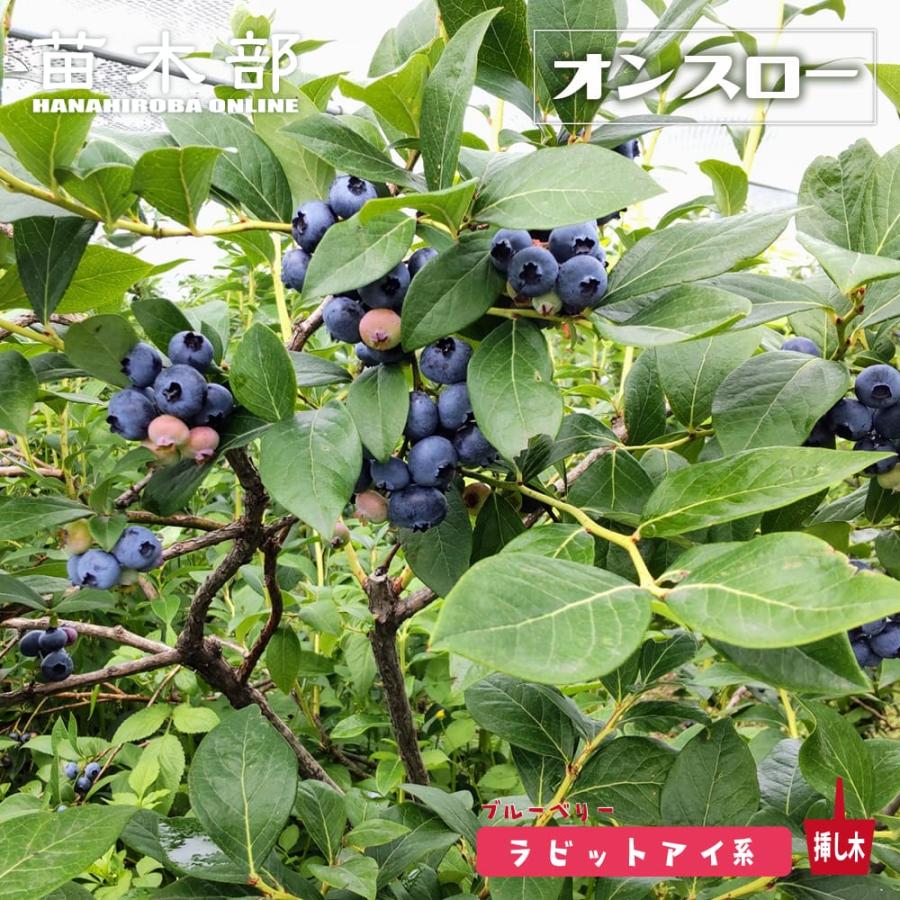 オンスロー ラビットアイ系 2年生挿木苗 ブルーベリー苗木 爆買いweek 