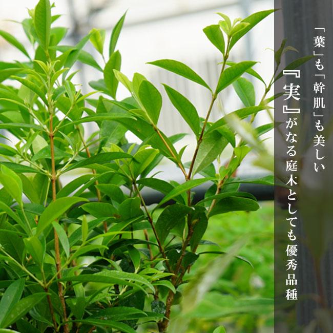 セレージャ 3号ポット苗 : 苗木部 花ひろばオンライン - 通販 - Yahoo