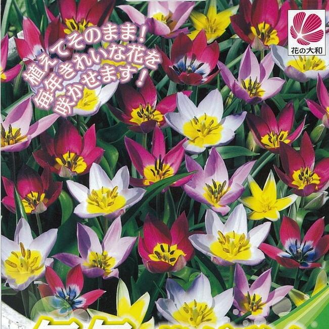 希望者のみラッピング無料 チューリップ 球根 毎年花が咲くチューリップ 混合 15球入 植え付け時期12月下旬まで 予約販売10月中旬頃入荷予定 国内正規総代理店アイテム