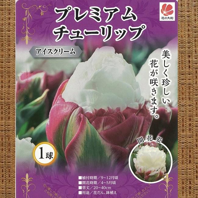 チューリップ 球根 プレミアム チューリップ アイスクリーム1球 Chu Rippu Premium Ice 苗木部 花ひろばオンライン 通販 Yahoo ショッピング