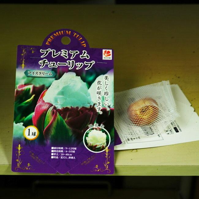 チューリップ 球根 プレミアム チューリップ アイスクリーム1球 Chu Rippu Premium Ice 苗木部 花ひろばオンライン 通販 Yahoo ショッピング