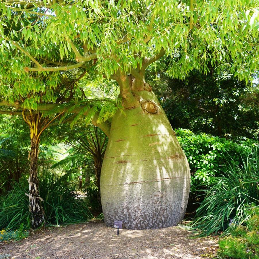 ボトルツリー　ミドルサイズ コーデックス ボトルツリー 実生 3号ポット苗 : 苗木部 花ひろば