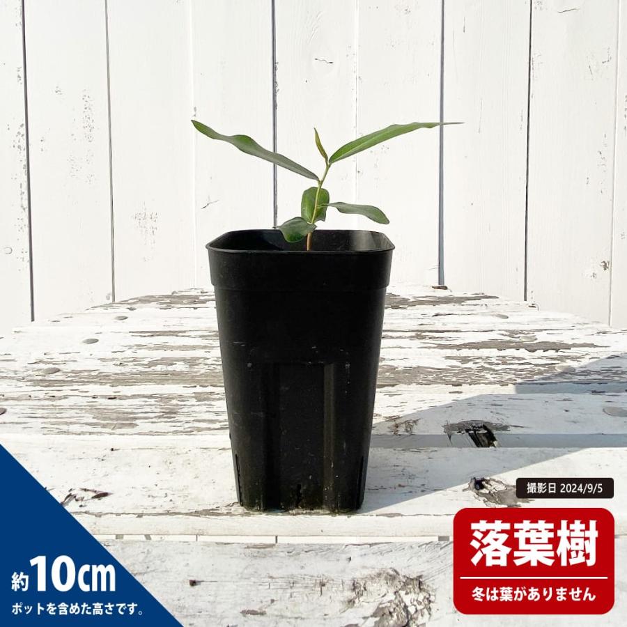 ボトルツリー　ミドルサイズ コーデックス ボトルツリー 実生 3号ポット苗 : 苗木部 花ひろば