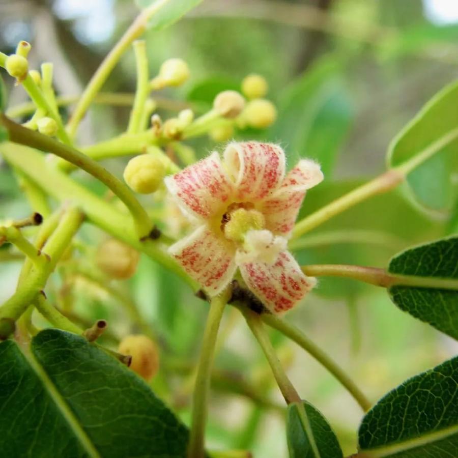 コーデックス ボトルツリー 実生 3号ポット苗 : 苗木部 花ひろば