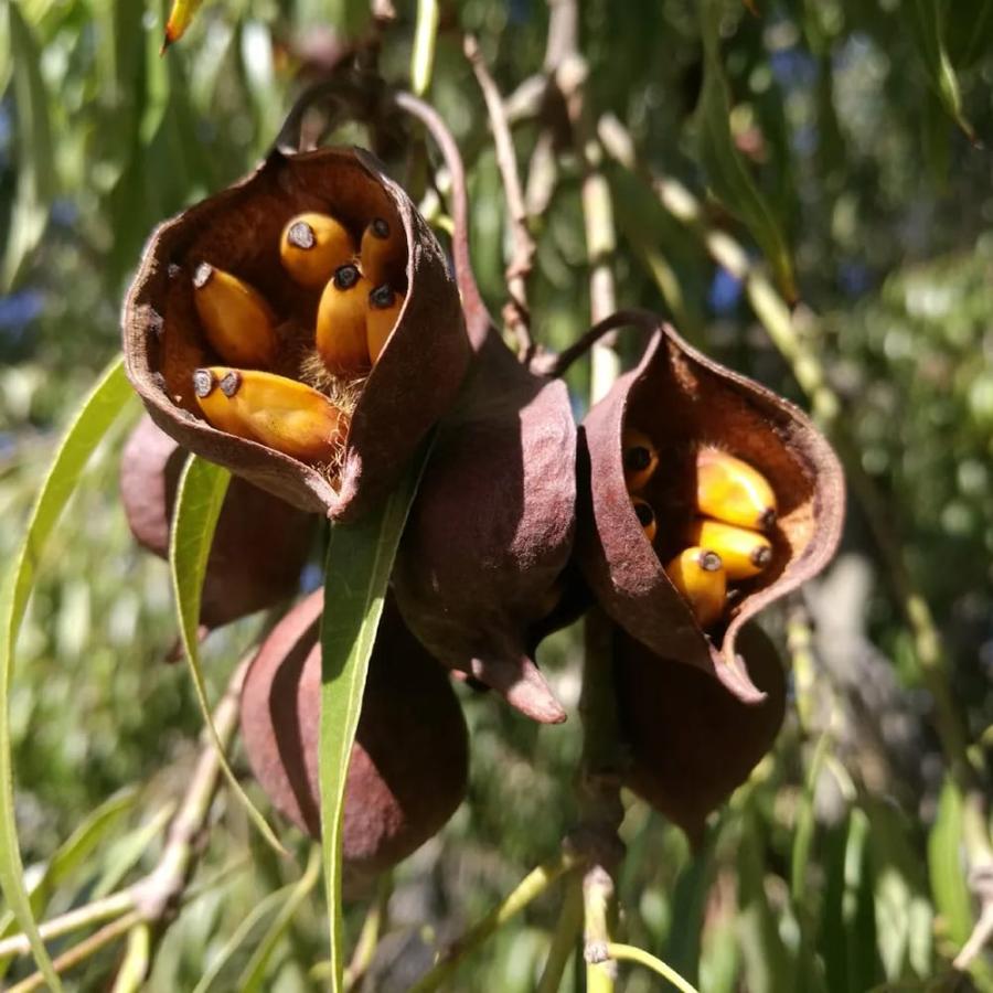 ボトルツリー　ミドルサイズ コーデックス ボトルツリー 実生 3号ポット苗 : 苗木部 花ひろば