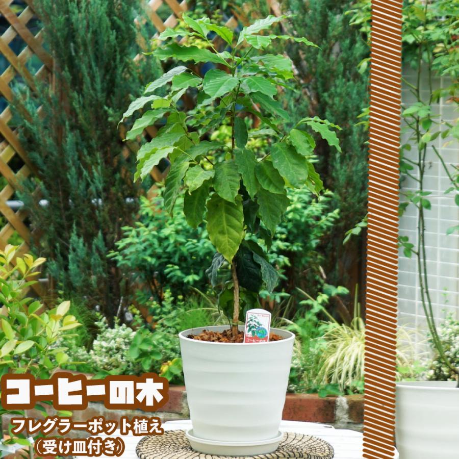 観葉植物にコーヒーの木 フレグラーポット大苗 鉢植え 受け皿付き