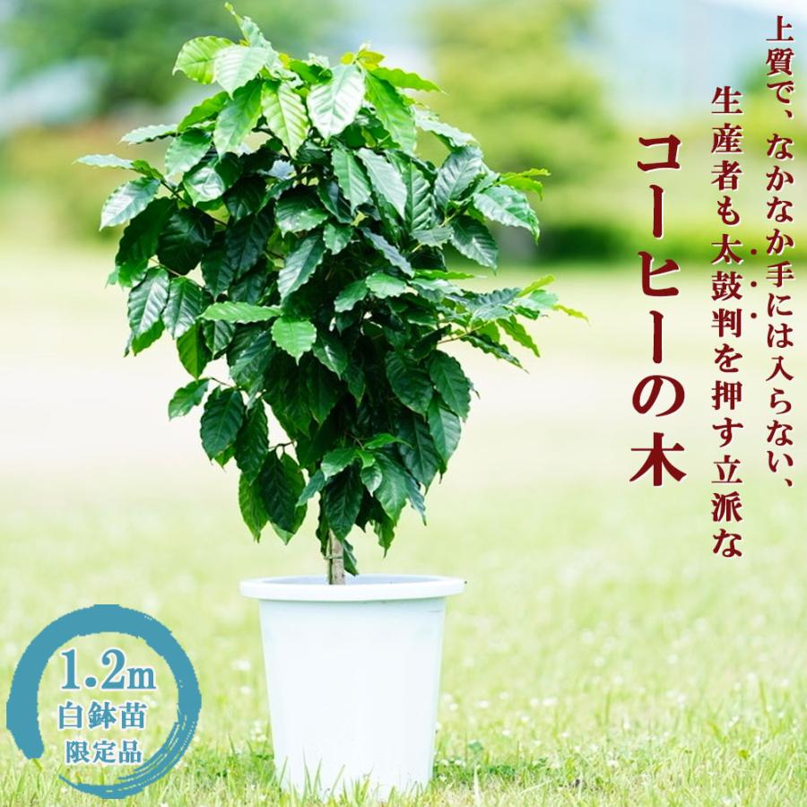 卓抜 コーヒーの木 花芽つき特大白鉢 大苗 観葉植物 大型宅配便 沖縄 離島不可