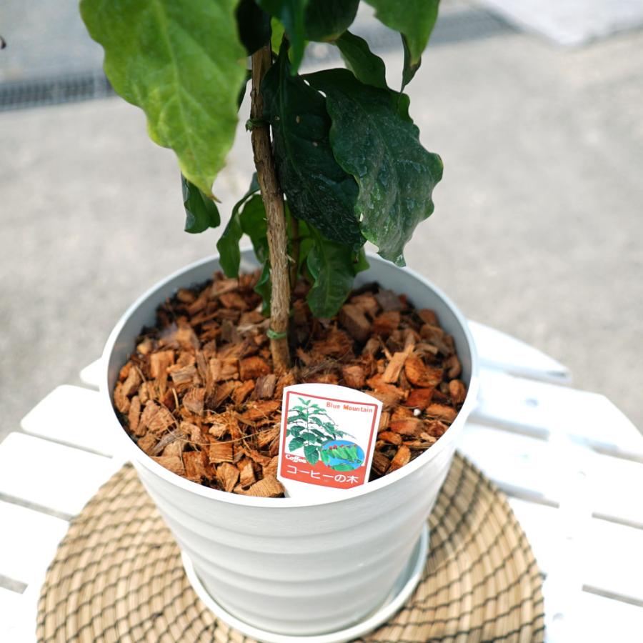 観葉植物にコーヒーの木 フレグラーポット大苗 鉢植え 受け皿付き