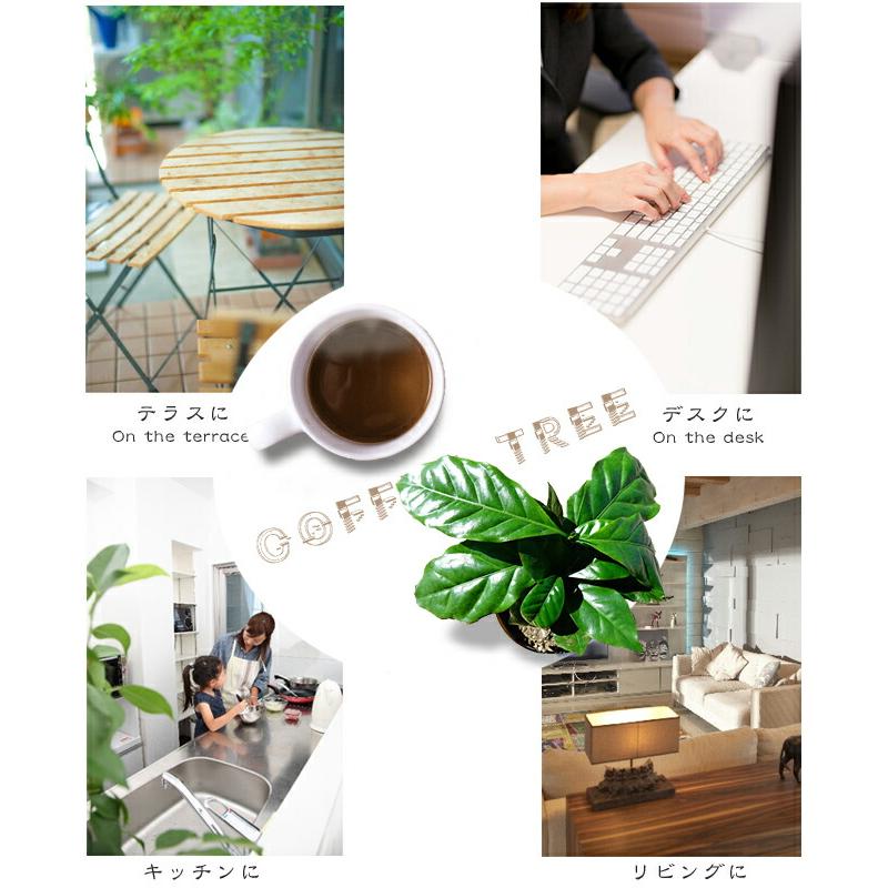 コーヒーの木 5号ポット苗 : 苗木部 花ひろばオンライン - 通販