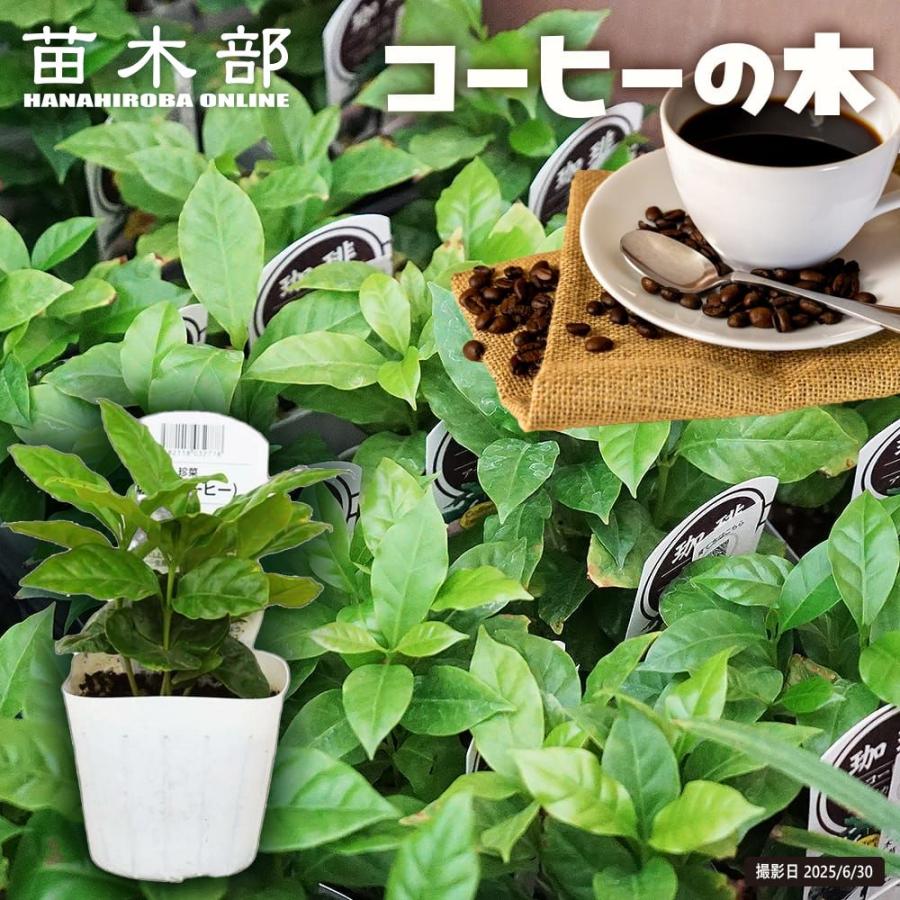 コーヒーの木 3号ポット苗 沖縄県産 爆買いweek（Yahoo!・苗木部 花ひろばオンライン）