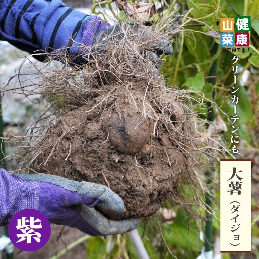 ダイジョ 沖縄ヤマイモ 紫 4号ポット苗 : 苗木部 花ひろばオンライン