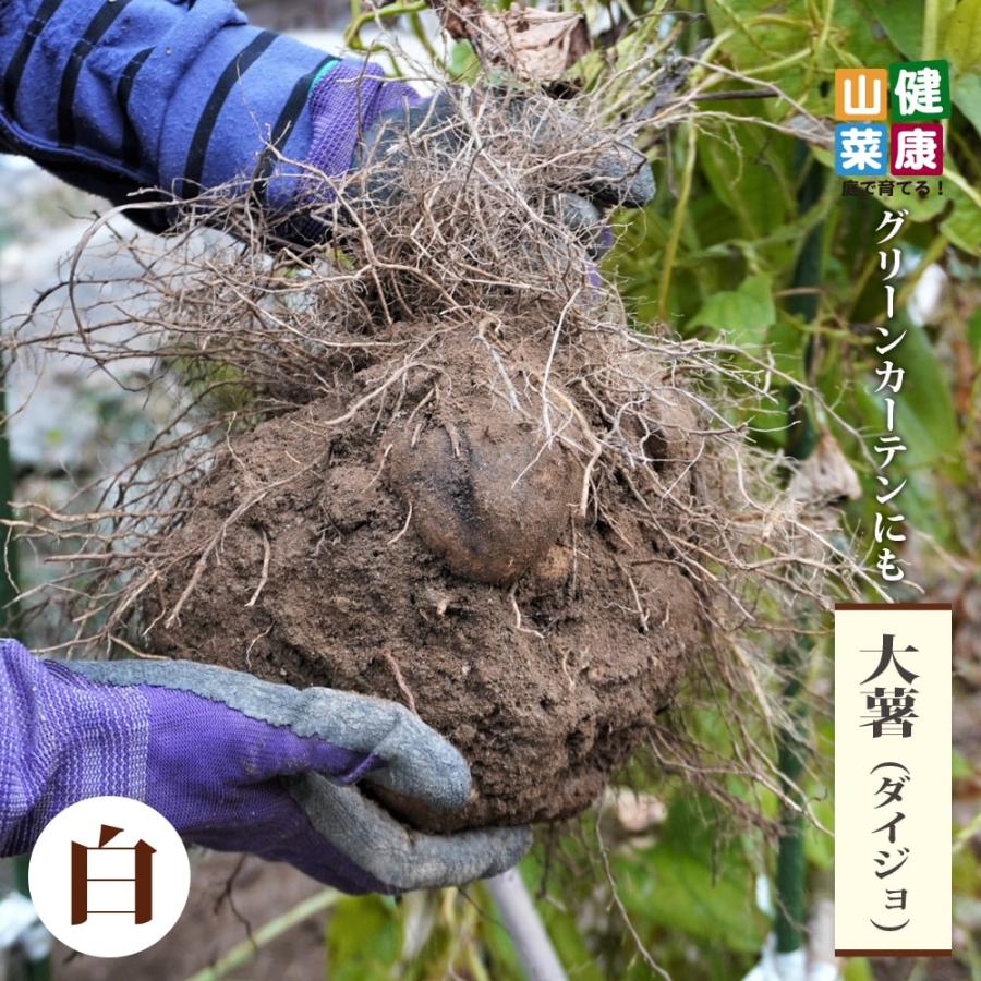 ダイジョ 沖縄ヤマイモ 白 4号ポット苗 : 苗木部 花ひろばオンライン