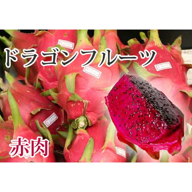 ドラゴンフルーツ 赤肉 ポット苗 沖縄県産 熱帯果樹｜hanahirobaonline｜02